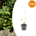 24x Persicaria amplexicaulis 'Speciosa' - Red Flowers, Perennial Bild 1