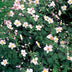 6x Anemone tom. 'Robustissima' - 10-25cm - Ø9cm Bild 6