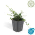 24x Cotoneaster 'Queen of Carpets' Bodendecker, 10-25cm, Ø9cm Bild 3