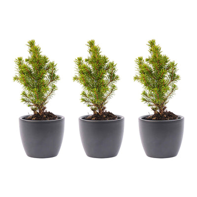 Mini-Weihnachtsbaum-Set 3 - inklusive Boule Antracite Topf