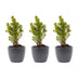 Mini-kerstboom set 3 - inclusief Boule Antraciet pot Bild 1