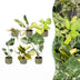 Baby Tropical Mix: 6x Exotische Zimmerpflanzen im Ø6cm Topf Bild 1