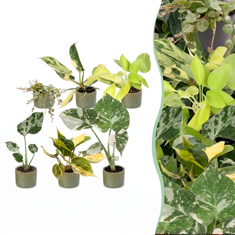 Baby Tropical Mix: 6x Exotische Zimmerpflanzen im Ø6cm Topf