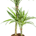Dracaena Deremensis White Stripe Topf Ø19cm, 70-90cm hoch Bild 4