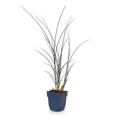 Gräser - Miscanthus sin. Gracillimus - Pampasgras - Mit Blüte - Grün - 1 Pflanzen - Topf 11cm - Höhe 15-25cm