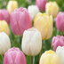 Tulipa Sorbet Mix (12 Stück) - Zwiebelgröße 11/12 Bild 1