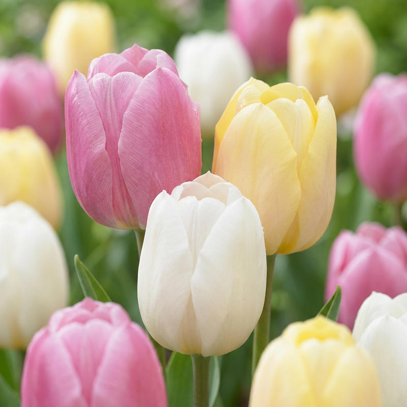 Tulipa Sorbet Mix (12 Stück) - Zwiebelgröße 11/12