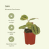 Maranta Fascinator (Prayer Plant) - 2 pieces, Ø12cm Bild 3