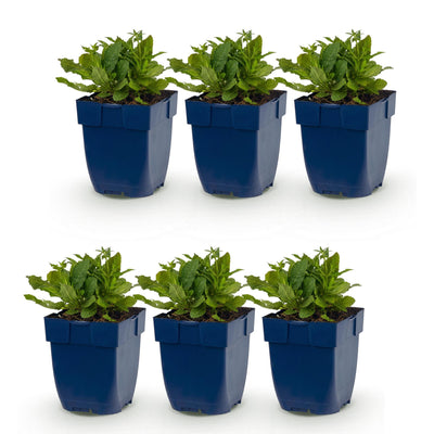 Green boutiQ - Perennial - Salvia nem. Schneehügel - Sage - Bee and Butterfly Attractors - White - 6 Plants - Pot 11cm - Height 15-25cm