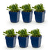 Green boutiQ - Perennial - Salvia nem. Schneehügel - Sage - Bee and Butterfly Attractors - White - 6 Plants - Pot 11cm - Height 15-25cm Bild 1