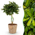 Schefflera Gold Capelle - Pflegeleichte Zimmerpflanze im Korb, 70-81cm Bild 1