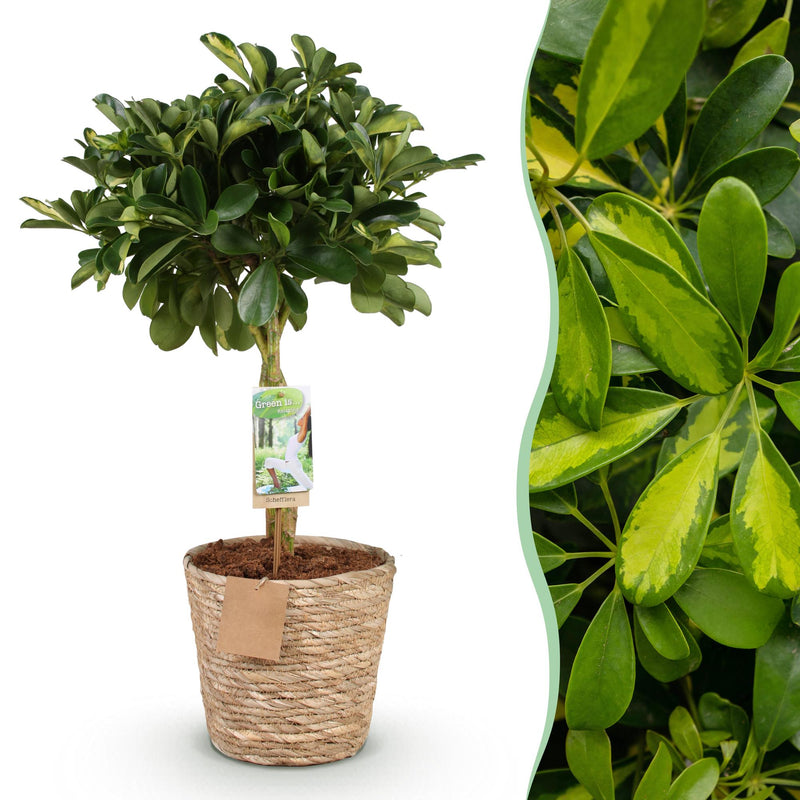 Schefflera Gold Capelle - Pflegeleichte Zimmerpflanze im Korb, 70-81cm