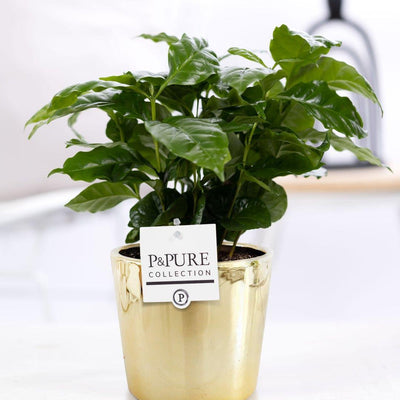 Coffea Arabica Pflanze im goldenen P&PURE Keramiktopf (Ø 12 cm)