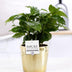 Coffea Arabica Pflanze im goldenen P&PURE Keramiktopf (Ø 12 cm) Bild 2