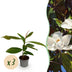 GreenboutiQ Magnolia grandiflora - 3 plants, White, Evergreen, easy to care for Bild 1
