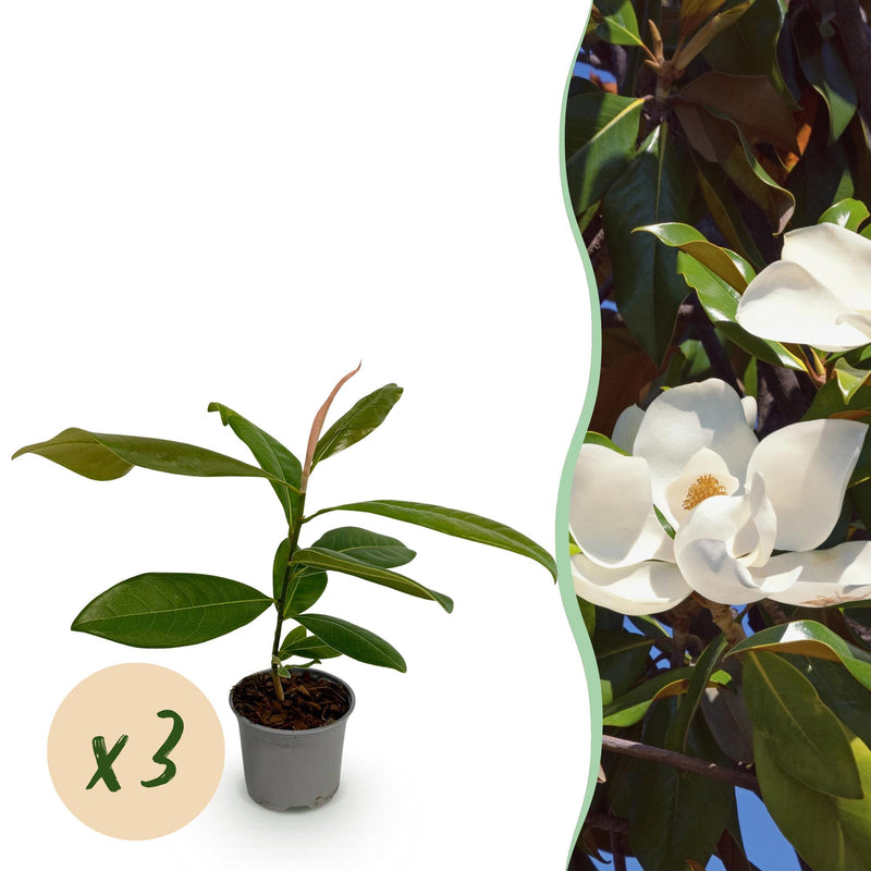 GreenboutiQ Magnolia grandiflora - 3 plants, White, Evergreen, easy to care for