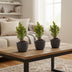 Mini Christmas Tree Set 3 - including Boule Anthracite Pot Bild 3