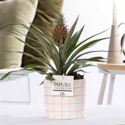 Ananas Rosita Pflanze im Tirza Keramiktopf (Ø 12 cm, ↕ 35 cm)