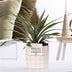 Ananas Rosita Pflanze im Tirza Keramiktopf (Ø 12 cm, ↕ 35 cm) Bild 2
