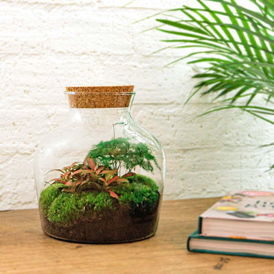 Flaschengarten Little Joe: DIY-Pflanzterrarium für dauerhaftes Grün
