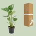 Monstera Deliciosa - Schweizer Käse Pflanze - Ø17cm - ↕60cm Bild 4