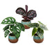 3x Baby Jungle Mix Tropisch - Alocasia, Calathea, Monstera Ø6cm Bild 2