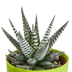 Gasteria/Haworthia-Mischung 5x im bunten Topf (5,5 cm) Bild 7