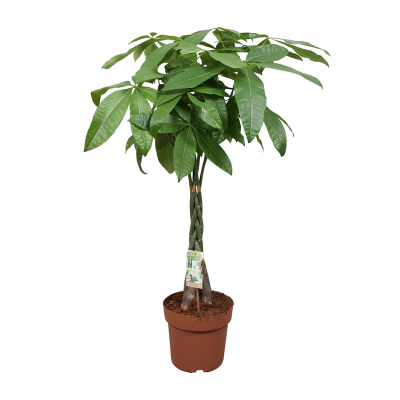 Pachira Aquatica Glückskastanie Ø24cm ↕120cm