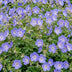 Green boutiQ - Perennial - Geranium 'Rozanne' - Crane's Bill - Ground Cover - Blue - 6 Plants - Pot 11cm - Height 15-25cm Bild 6