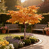 GreenboutiQ - Garden Plant - Acer palmatum Sangokaku - Green - 3 Plants - Deciduous - Low Maintenance - Pot 12cm Height 35cm Bild 5