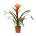 Guzmania Variada: Leuchtende Bromelie (Ø12cm Topf, ca. 50cm hoch) Bild 1
