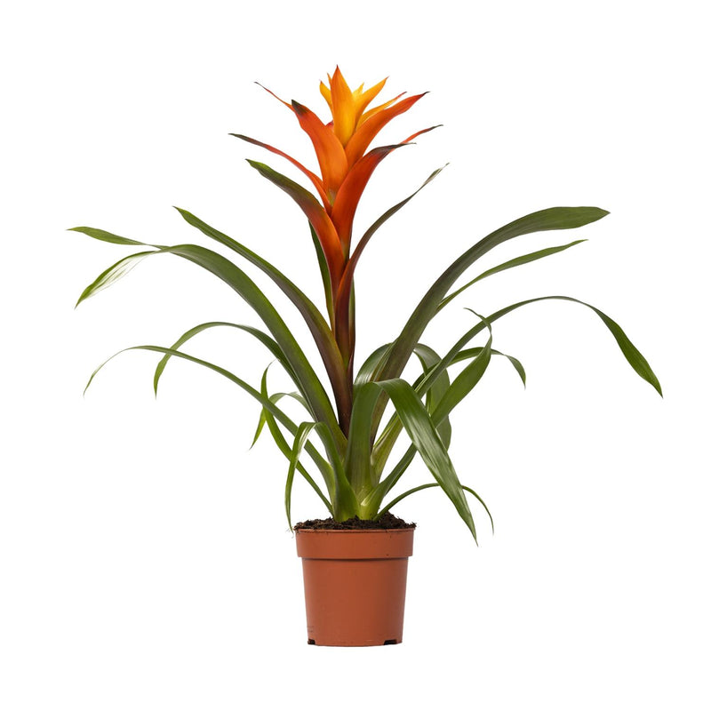 Guzmania Variada: Leuchtende Bromelie (Ø12cm Topf, ca. 50cm hoch)