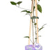 Clematis Multi Blue – Zierstrauch, 65cm hoch, Ø15cm Topf Bild 2