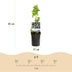 GreenboutiQ Passion Flower 'Damsel's Delight', Purple/White, 2 Plants Bild 3