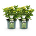 Grüne Hortensie 'Magical Nobless' - 2 Pflanzen im 23cm Topf Bild 2