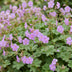 24x Storchschnabel 'Czakor' lila-rosa, Bodendecker, 15-25cm, Topf 11cm Bild 5