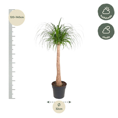 Beaucarnea Stamm, 120 cm, Ø32 – Exotische Eleganz für Ihr Zuhause