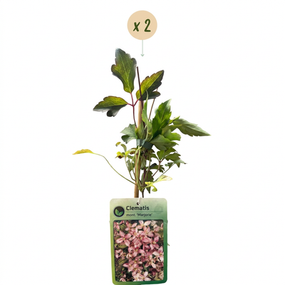2x Clematis mont. 'Marjorie' - Bergwaldrebe 'Marjorie' - Rosa Kletterpflanze