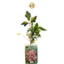 2x Clematis mont. 'Marjorie' - Bergwaldrebe 'Marjorie' - Rosa Kletterpflanze Bild 2