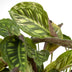 Calathea Flamestar (Pfauenpflanze) 19cm Topf, 75cm hoch Bild 3