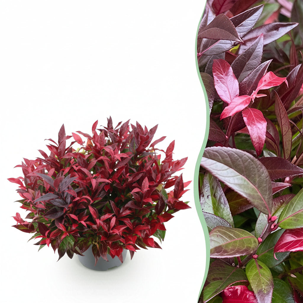 GreenboutiQ - Gartenpflanze - Leucothoe Zeblid - Rot - 1 Pflanze - Immergrün - Wenig Pflege - Topf 17cm Höhe 45cm