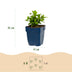 Green boutiQ - Johanniskraut 'Caley' - 24 Pflanzen (Topf 11cm) Bild 3
