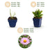 Green boutiQ - Perennial - Aster Wood's Pink - Astilbe - Bee and Butterfly Attractors - Pink - 12 Plants - Pot 11cm - Height 15-25cm Bild 4