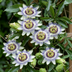 Blaue Passionsblume 'caerulea' - Weiß-Lila Kletterpflanze Bild 3