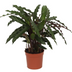 Calathea Elgergrass - 70cm Grün - Ø17cm Topf Bild 1