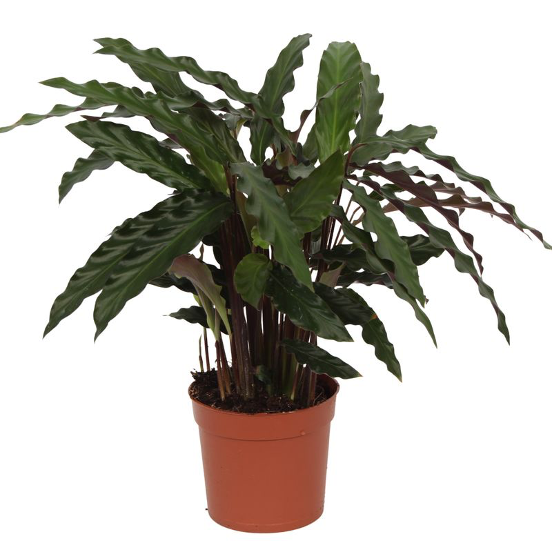 Calathea Elgergrass - 70cm Grün - Ø17cm Topf