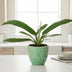 Philodendron Campiii P14 - Herzblatt Pflanze, 40cm Bild 2