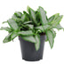 Murdannia Loriformus 'Bright Star' - Ø12cm - ↕20cm Bild 1