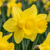 30x Narcissus Carlton - Carlton daffodil - Yellow - Spring bloomer - Bulb size 12/14 Bild 1
