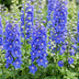Green boutiQ - Perennial - Delphinium (P) Blue Bird - Larkspur - Bee and Butterfly Attractants - Blue - 6 Plants - Pot 11cm - Height 15-25cm Bild 5